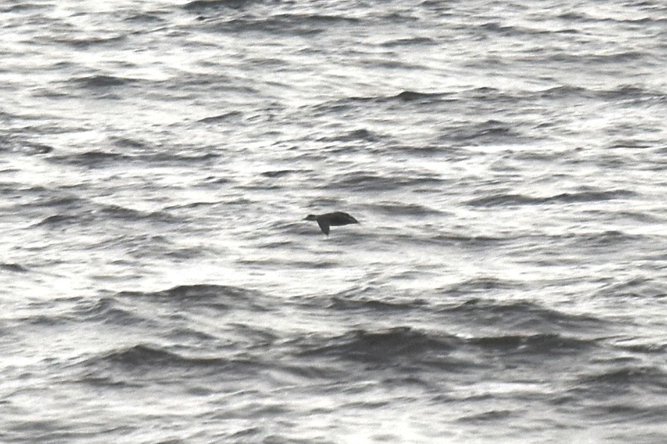 Common Scoter - ML647423422