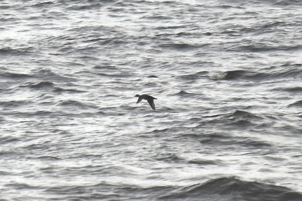 Common Scoter - ML647423423