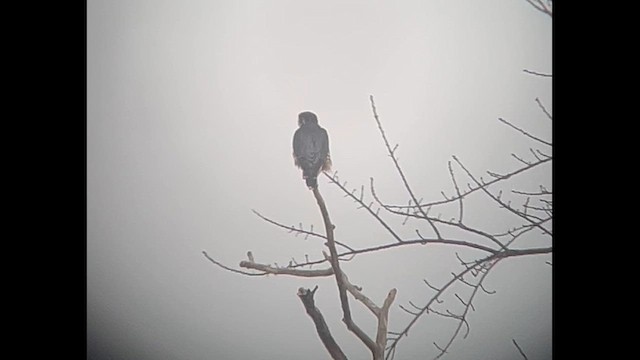 Merlin - ML647423428