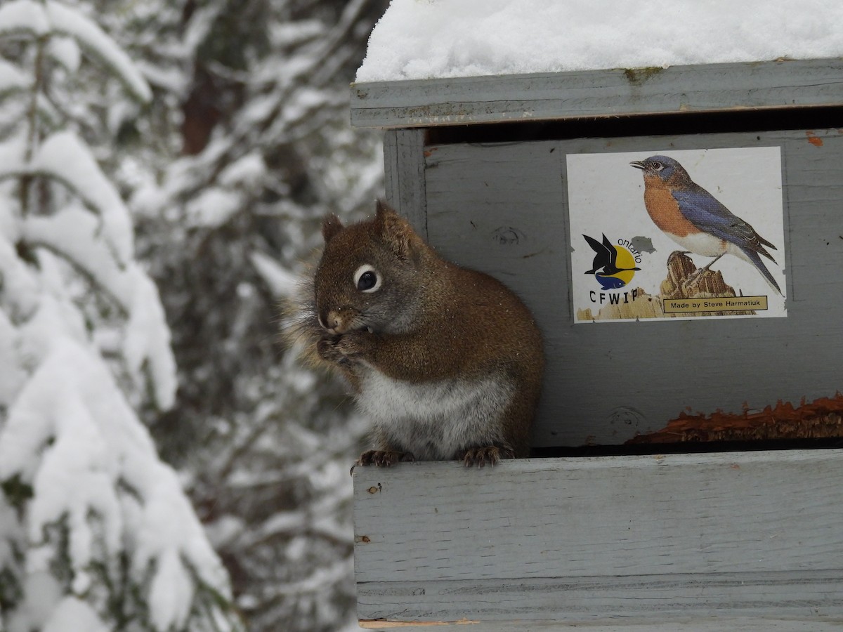 American Red Squirrel - ML647423437
