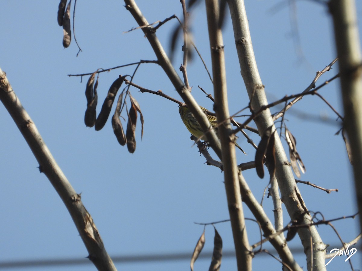 European Serin - ML647423440