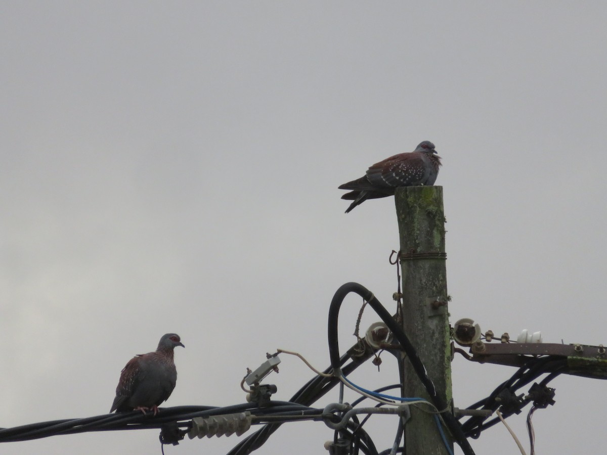 Speckled Pigeon - ML647423445