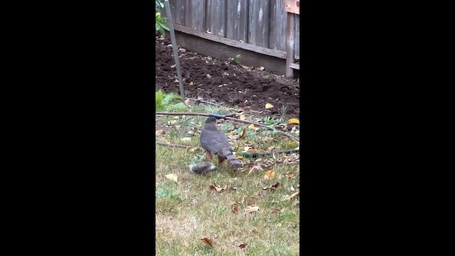 Cooper's Hawk - ML647423456