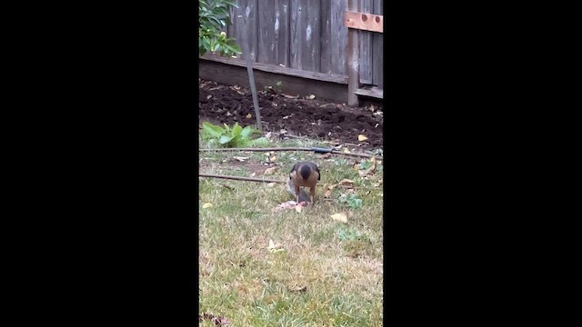 Cooper's Hawk - ML647423457