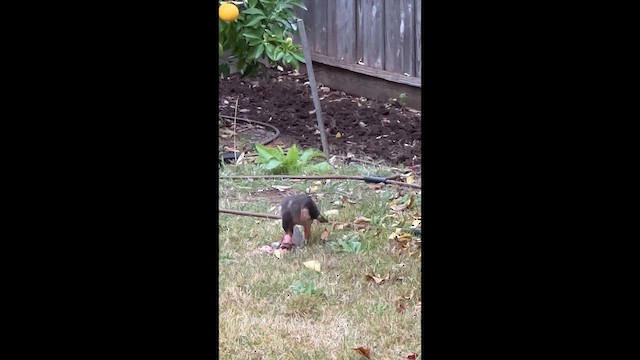 Cooper's Hawk - ML647423458