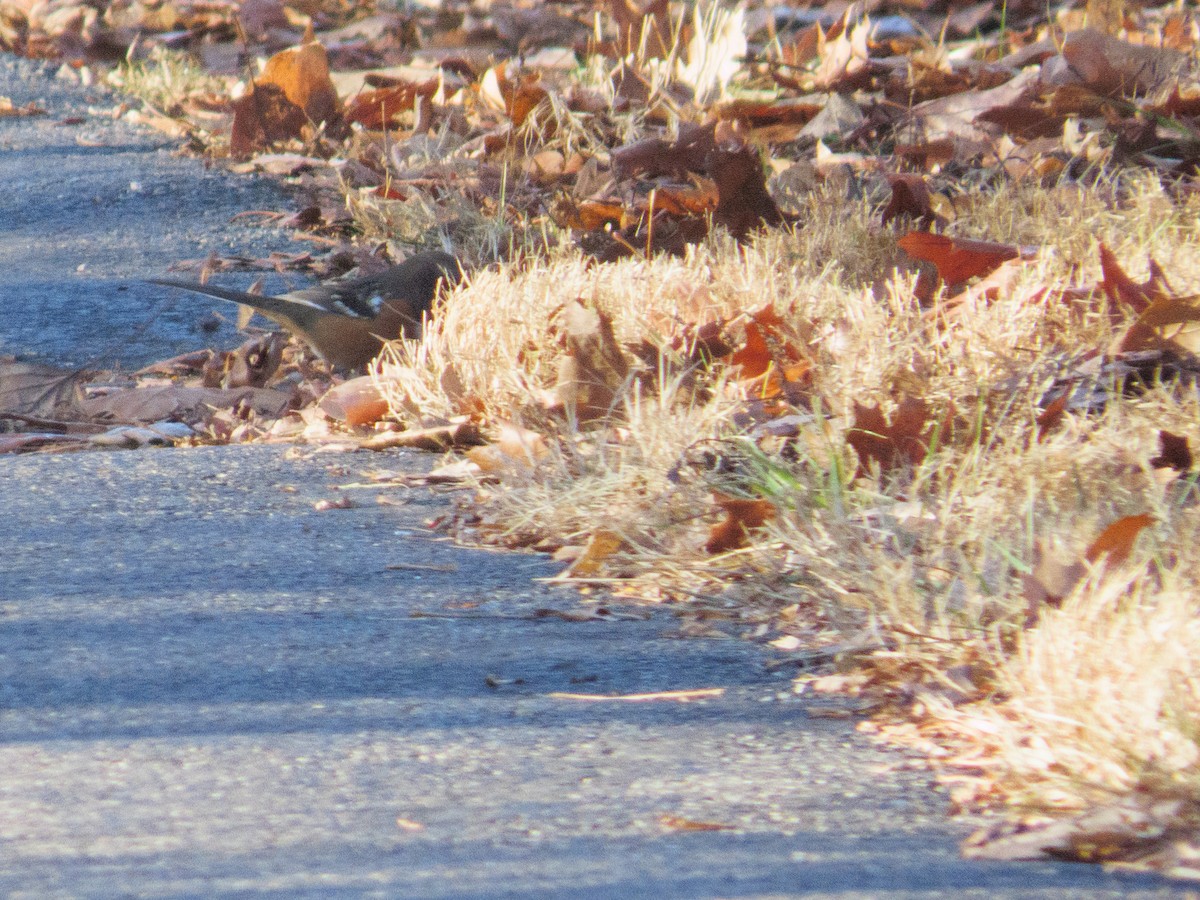 Spotted Towhee - ML647423461