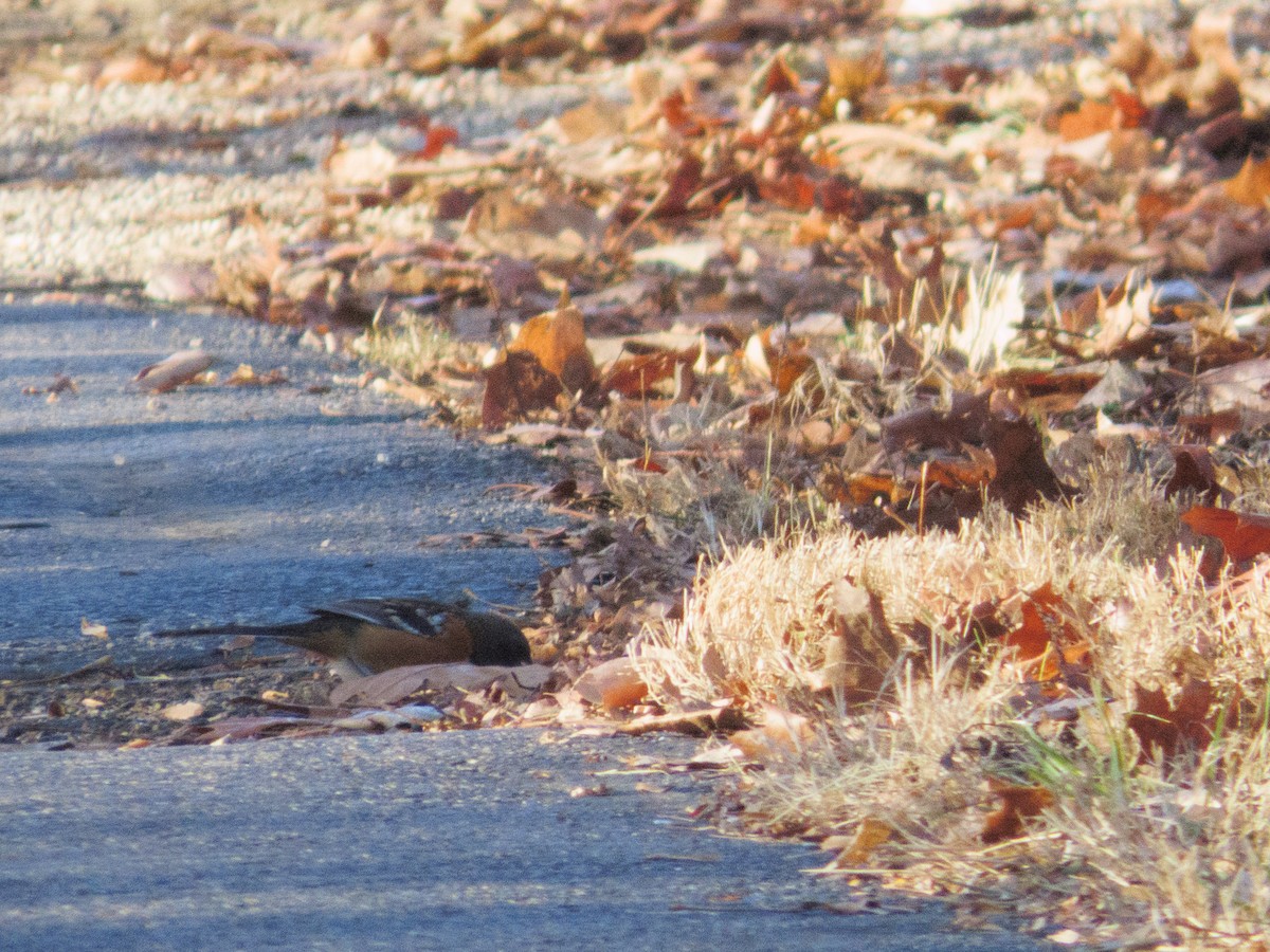 Spotted Towhee - ML647423462