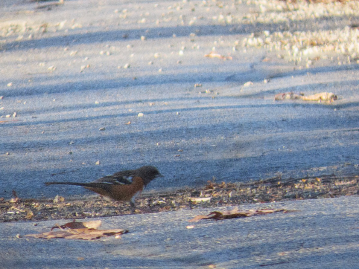 Spotted Towhee - ML647423465