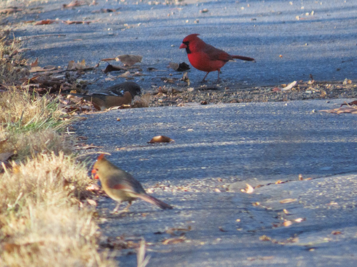 Spotted Towhee - ML647423467
