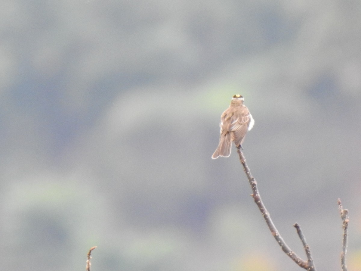Crowned Slaty Flycatcher - ML647423473