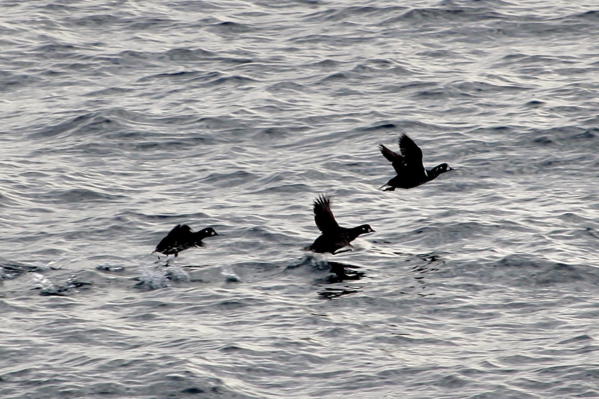 Harlequin Duck - ML647423478
