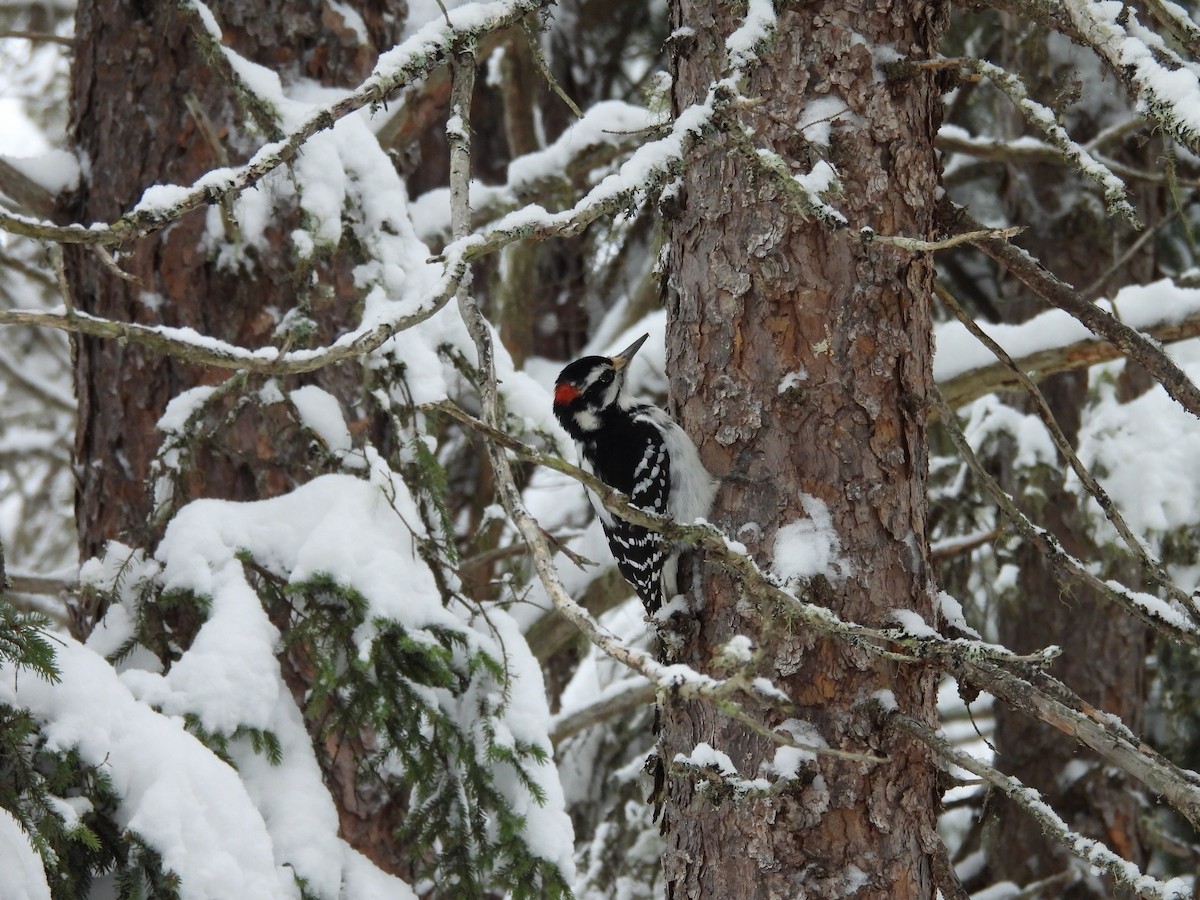 Hairy Woodpecker - ML647423480