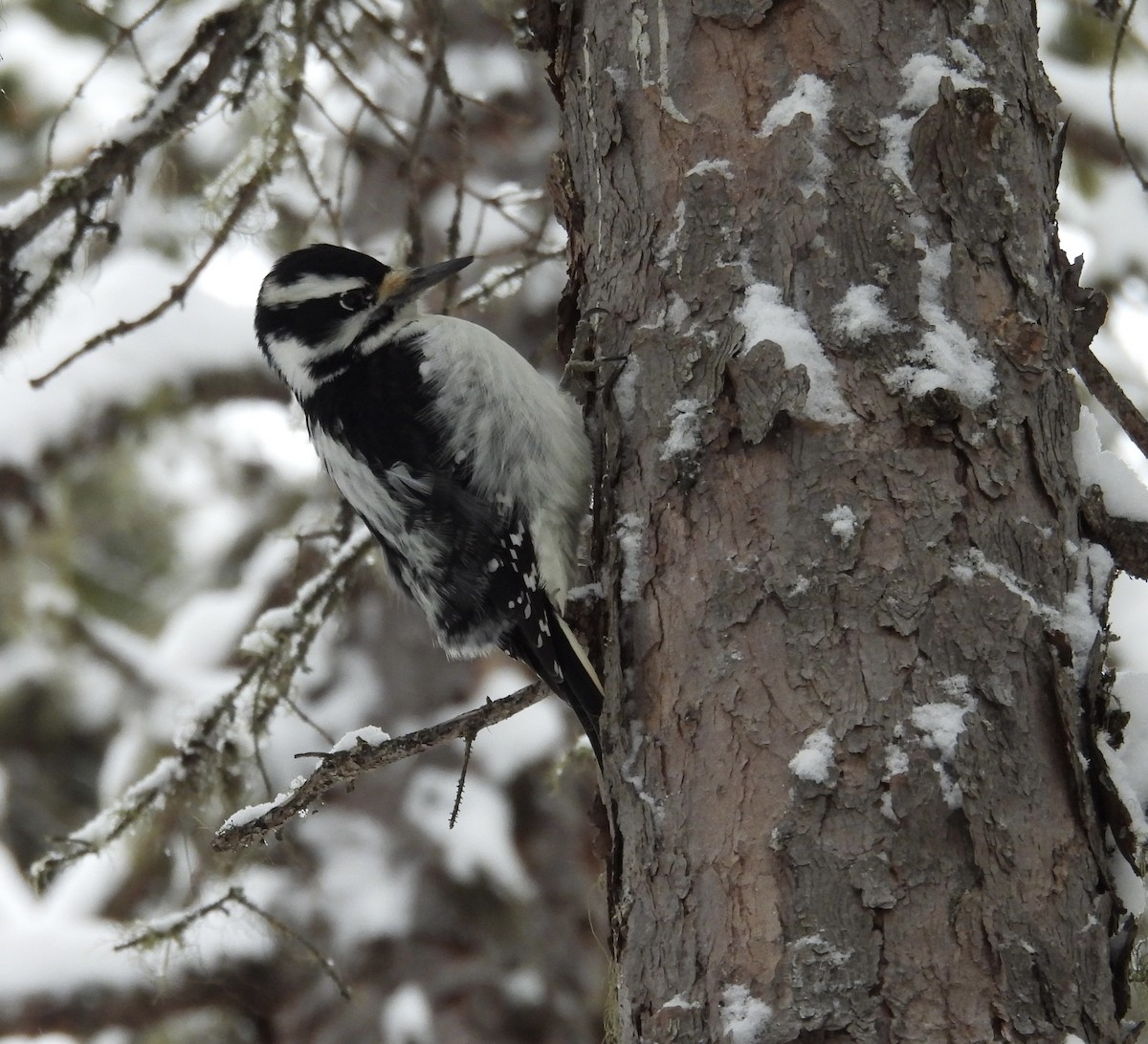 Hairy Woodpecker - ML647423481