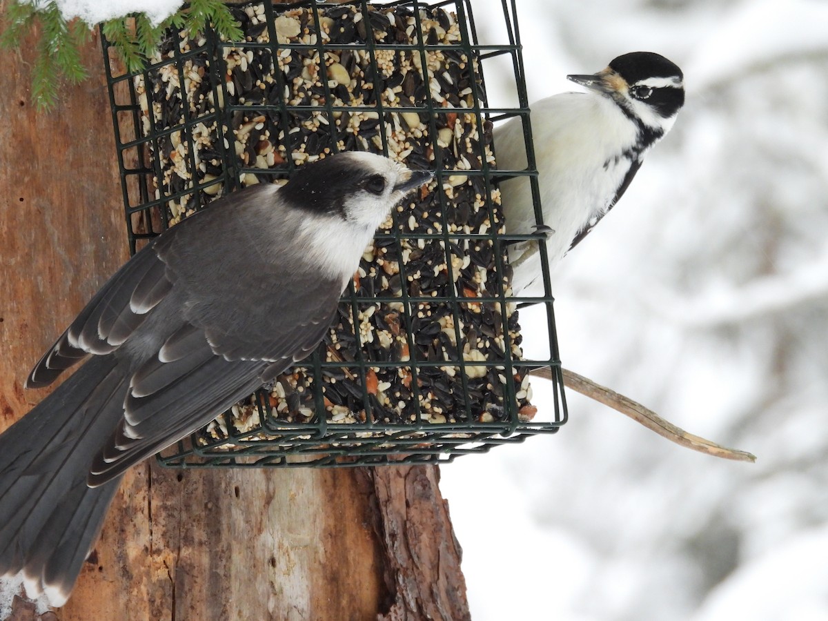 Hairy Woodpecker - ML647423482