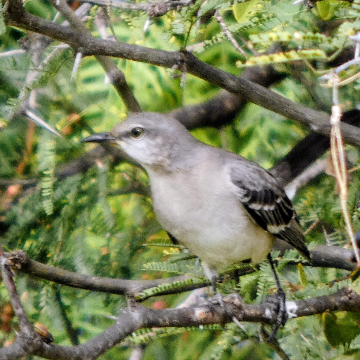 Northern Mockingbird - ML647423488