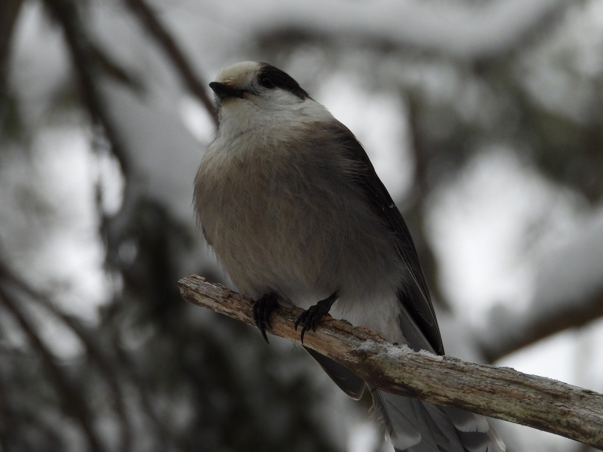 Canada Jay - ML647423509
