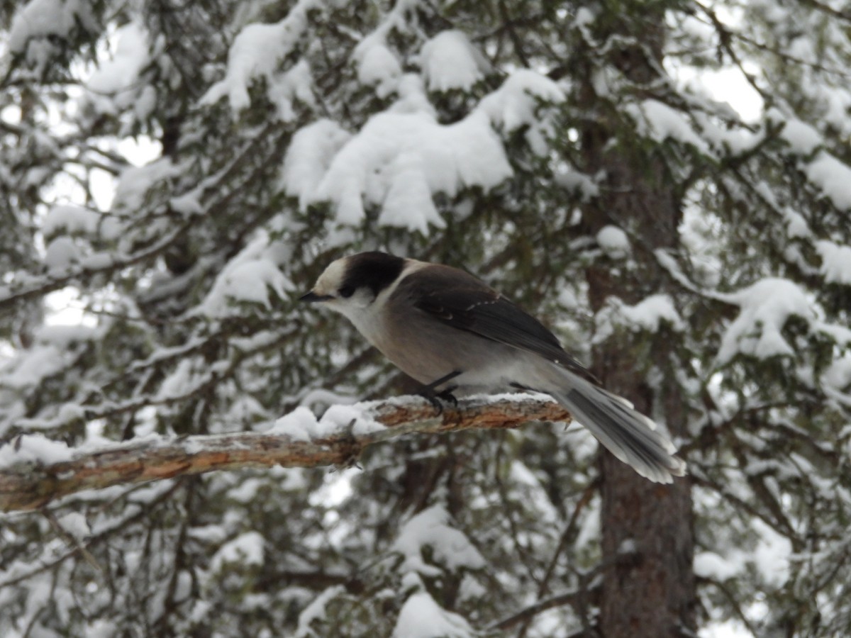 Canada Jay - ML647423510