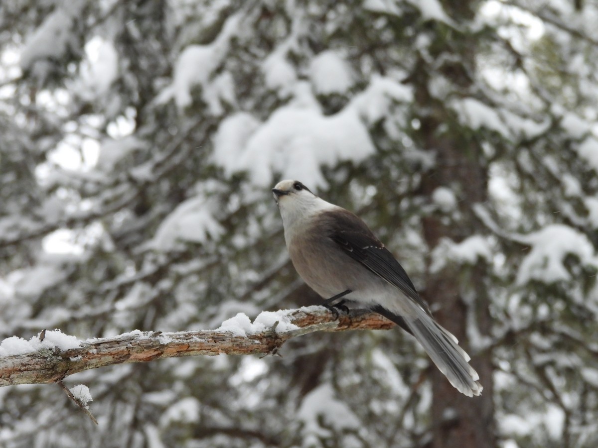Canada Jay - ML647423511