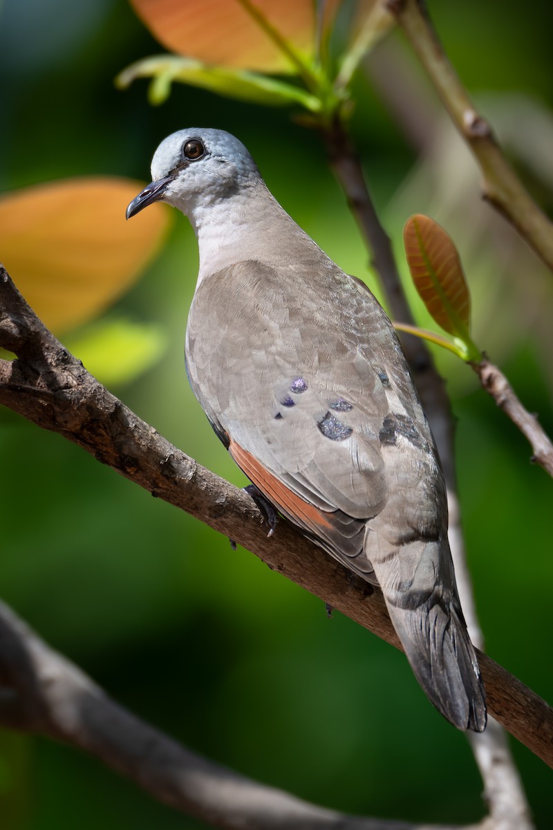 Black-billed Wood-Dove - ML647423512