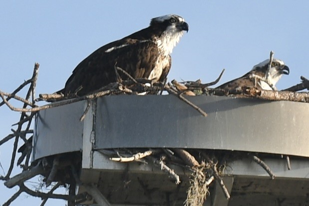 Osprey - ML647423513