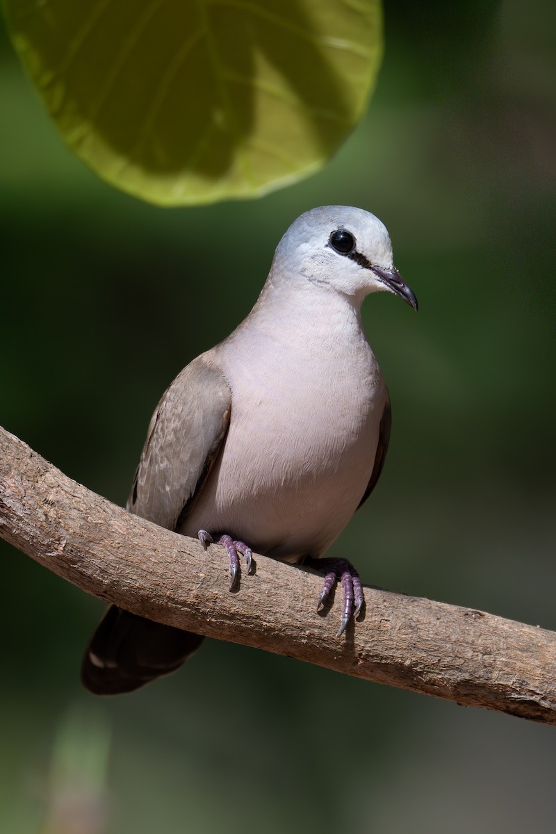 Black-billed Wood-Dove - ML647423514