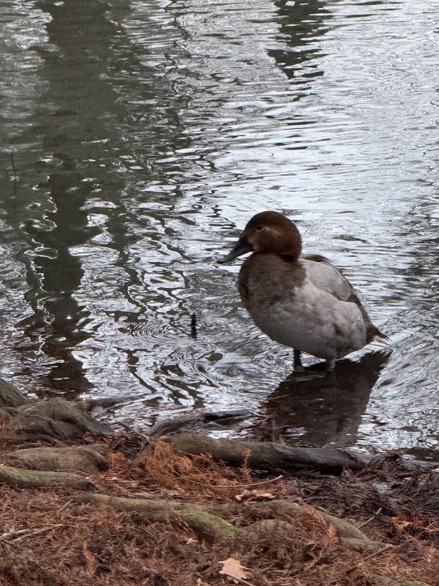 taffeland - ML647423515