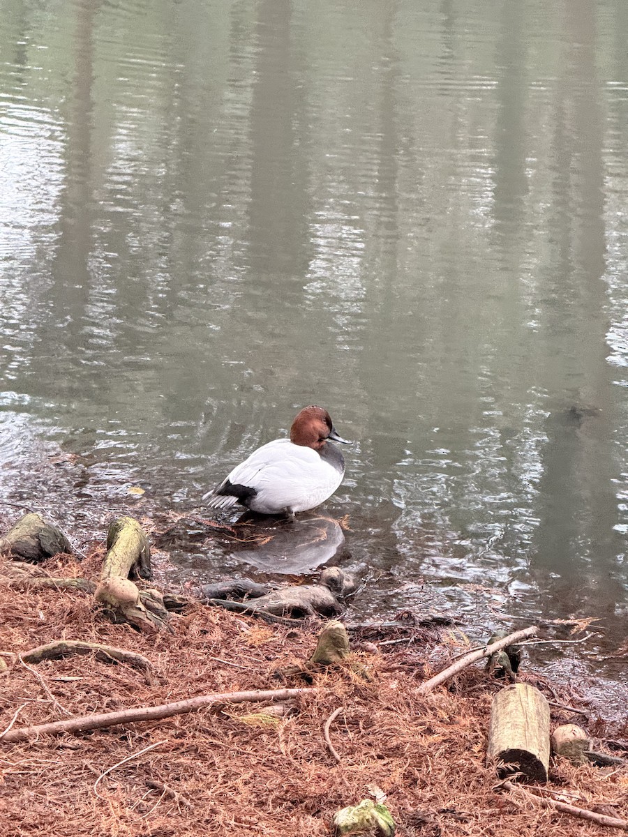 taffeland - ML647423516