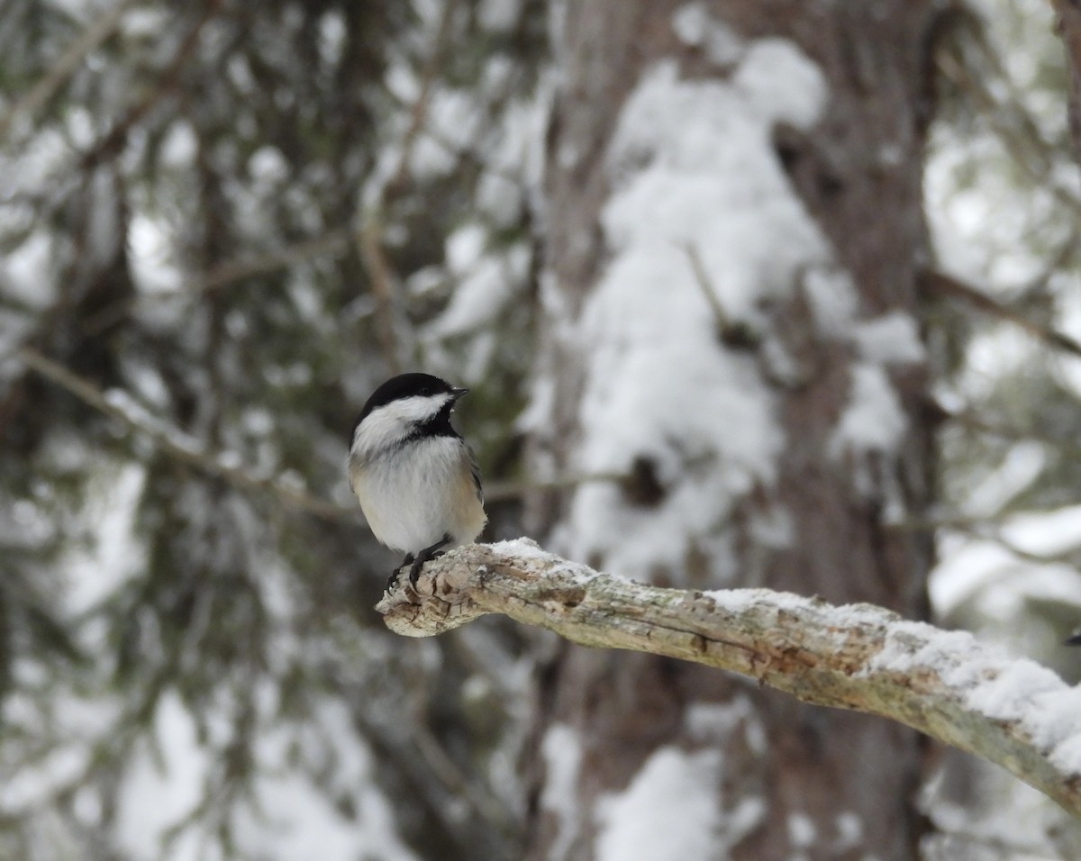 Black-capped Chickadee - ML647423519