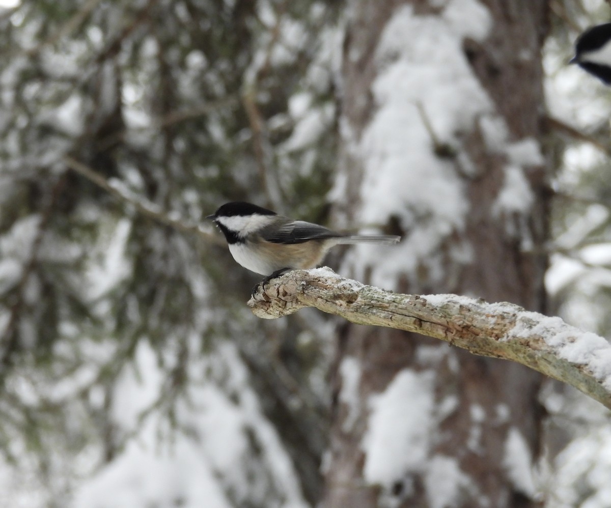 Black-capped Chickadee - ML647423520