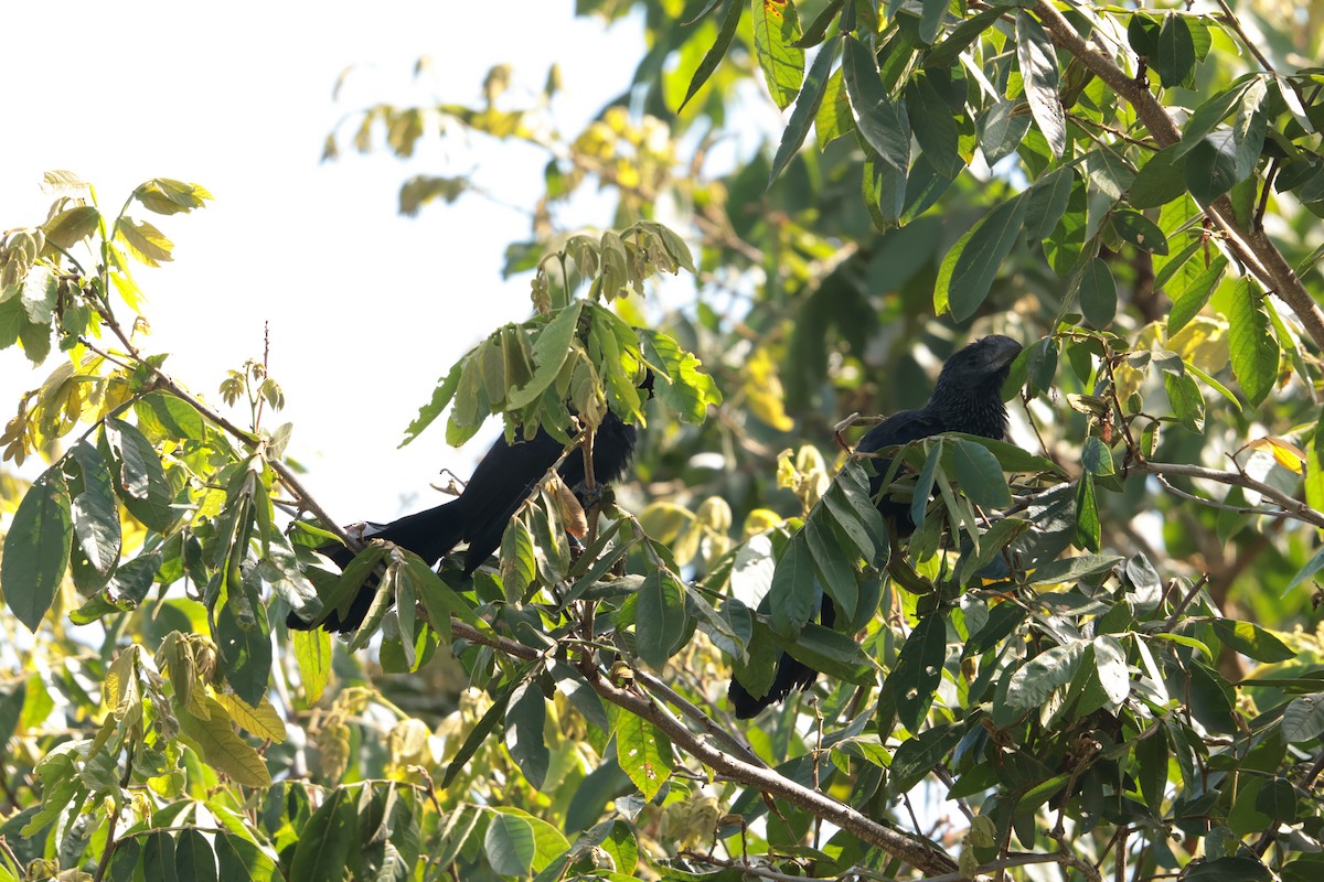 glattnebbani - ML647423529