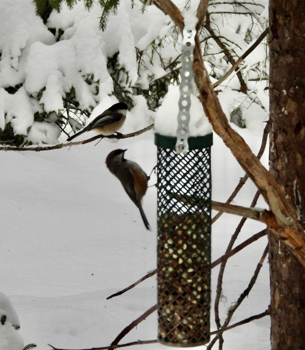 Boreal Chickadee - ML647423532