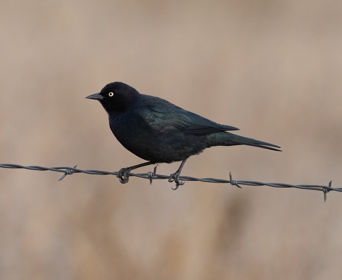 Brewer's Blackbird - ML647423533