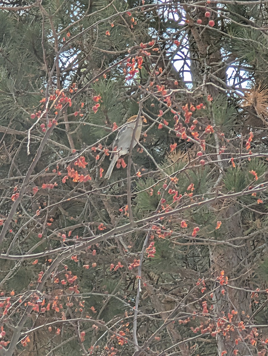 Смеречник тайговий - ML647423538