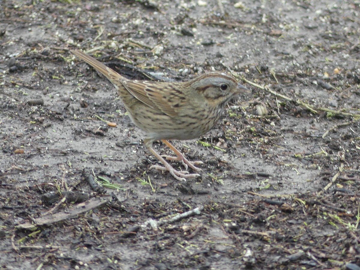 Lincoln's Sparrow - ML647423539
