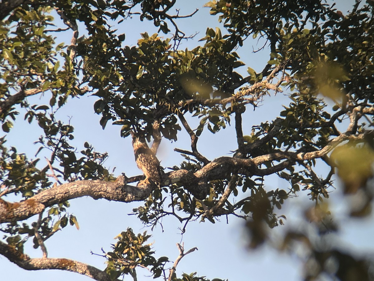 Búho Pescador de Sri Lanka (grupo Zeylonensis) - ML647423540