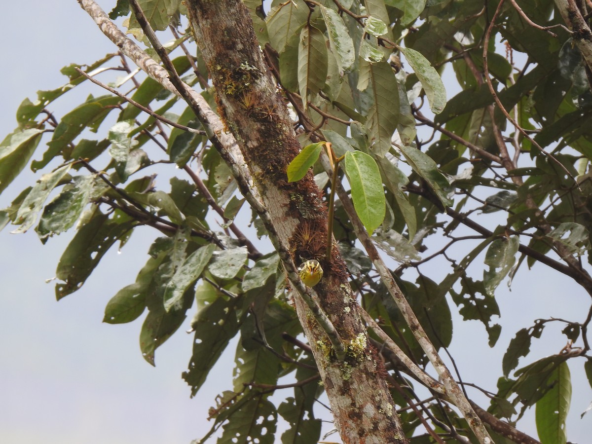 Blackburnian Warbler - ML647423541