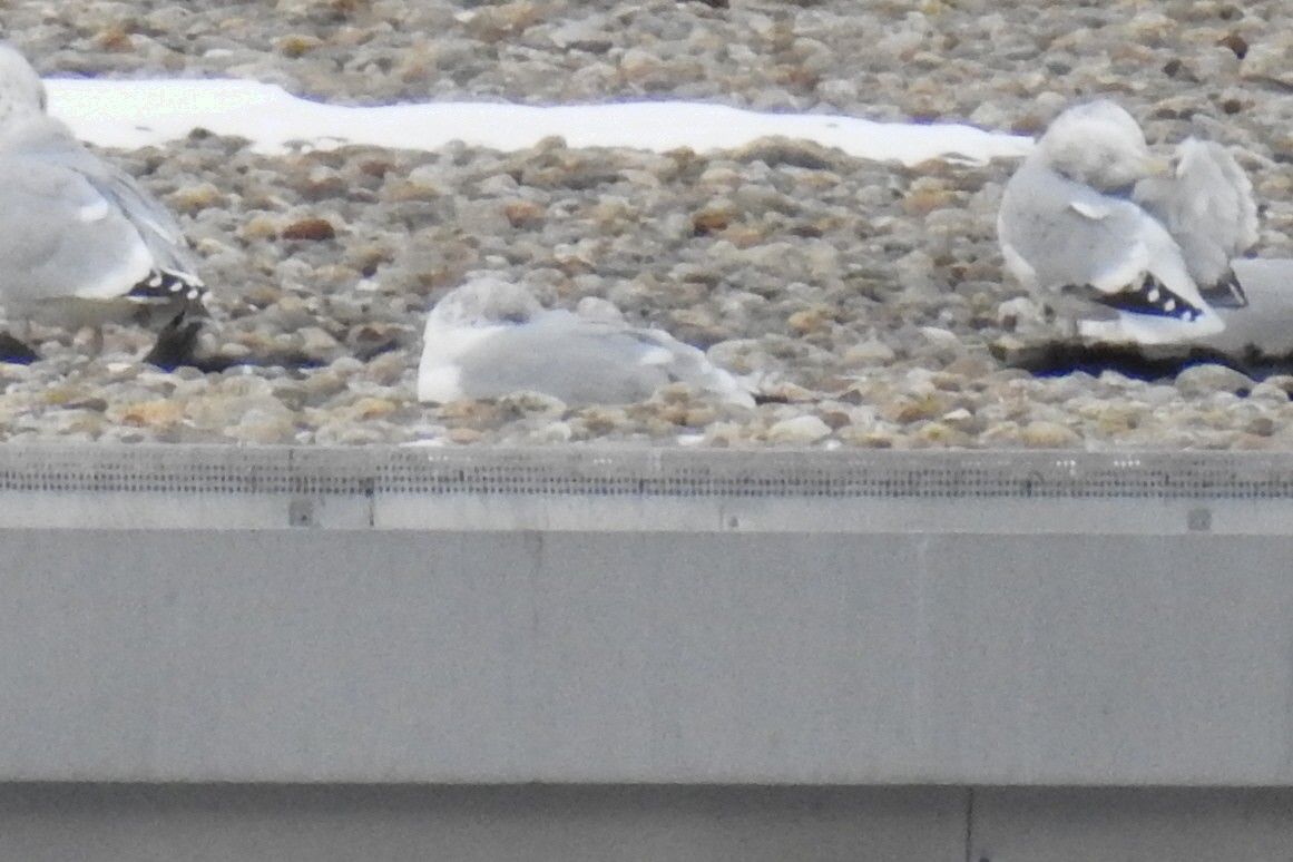 Gabbiano d'Islanda - ML647423548