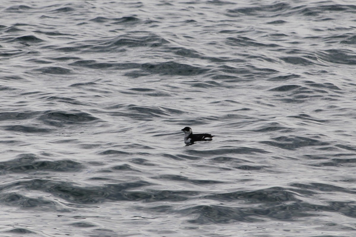 Küçük Alk - ML647423549