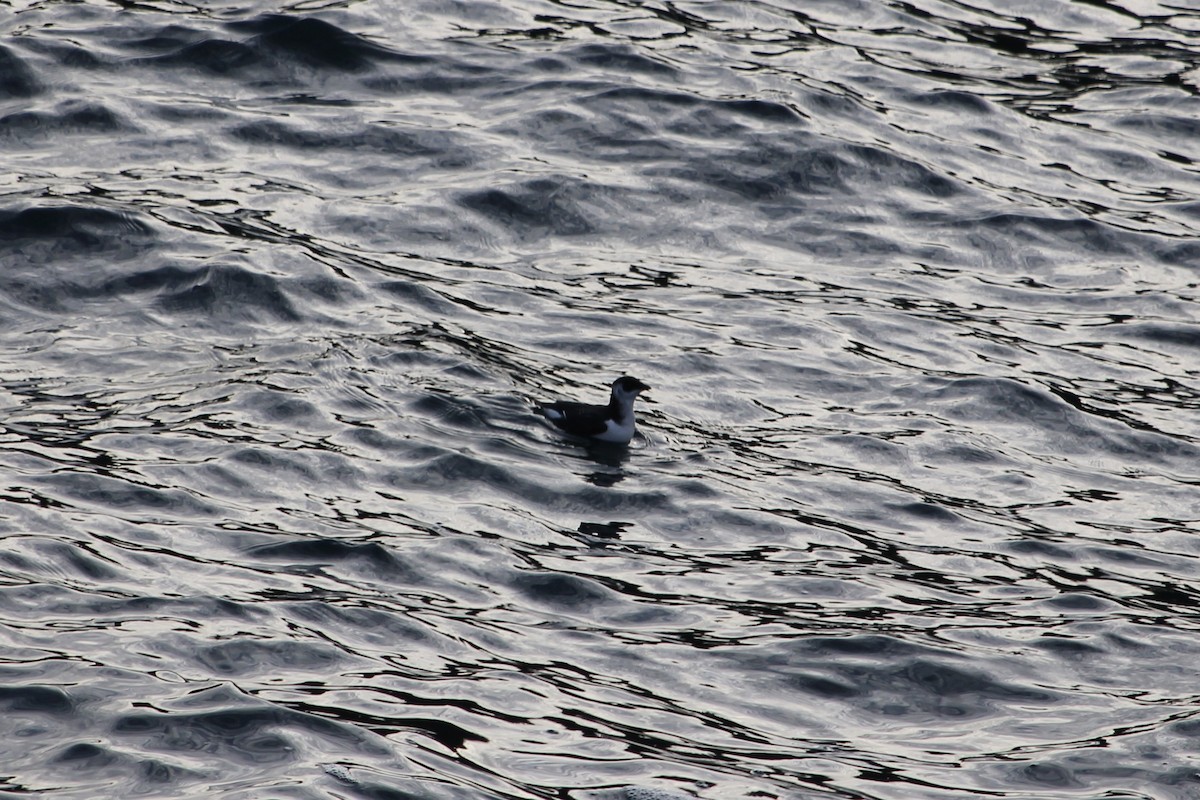 Küçük Alk - ML647423550