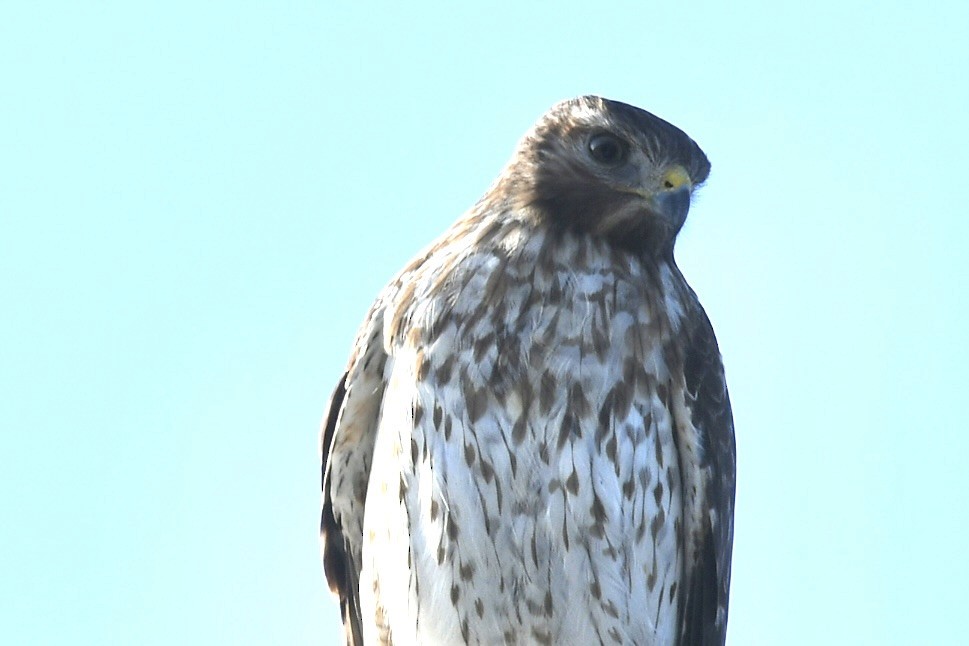 Red-shouldered Hawk - ML647423553