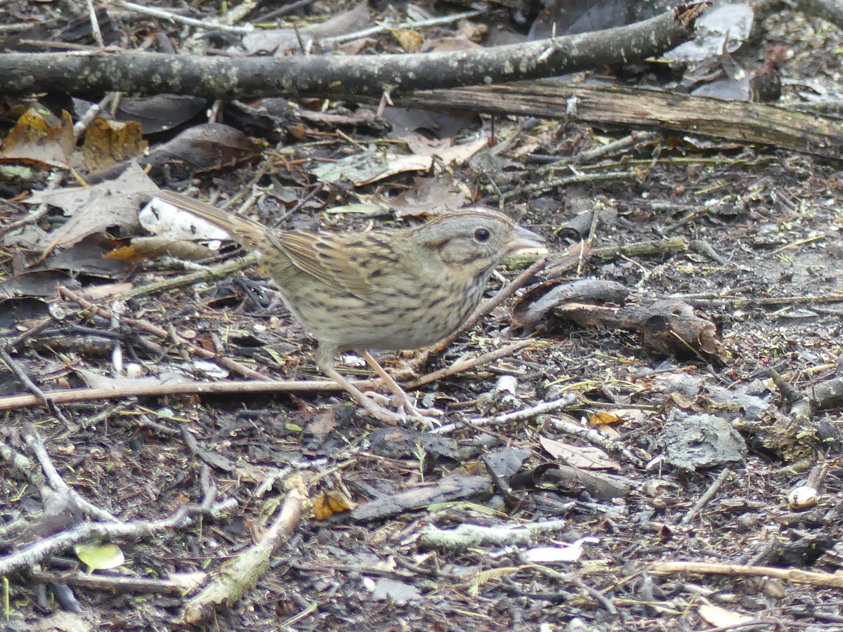 Lincoln's Sparrow - ML647423555