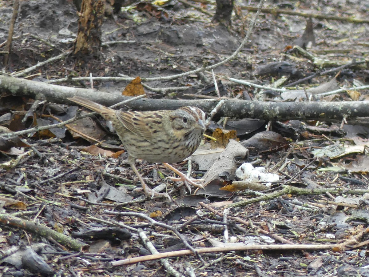 Lincoln's Sparrow - ML647423556