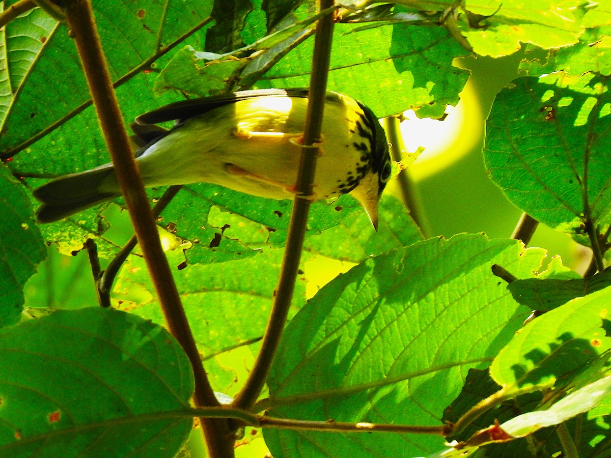 Canada Warbler - ML647423557