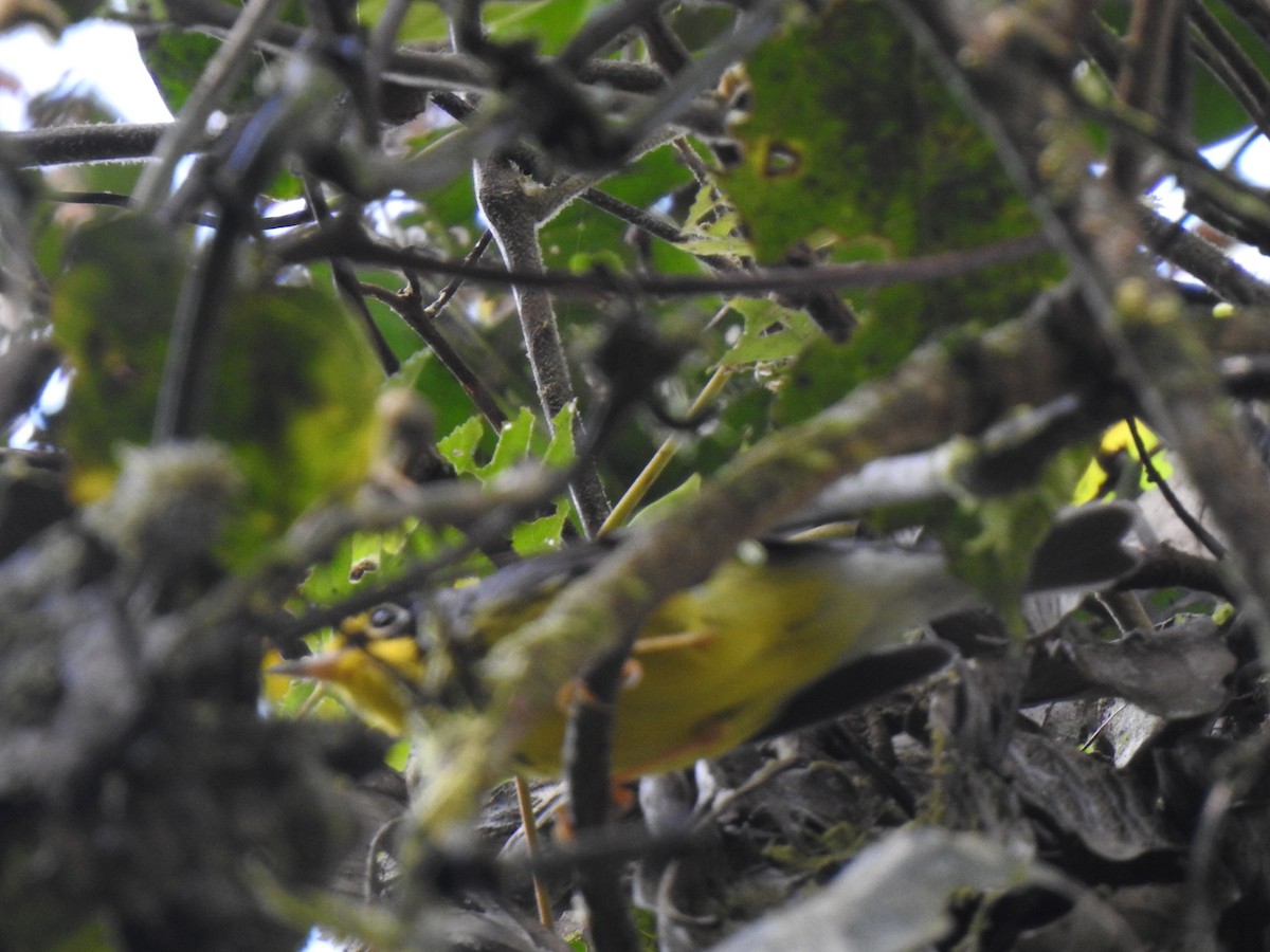 Canada Warbler - ML647423558