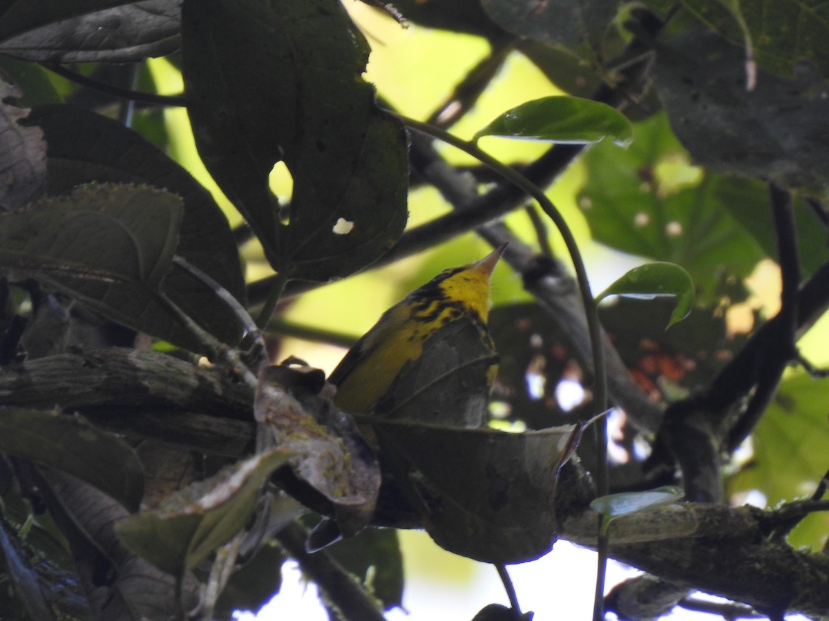 Canada Warbler - ML647423559