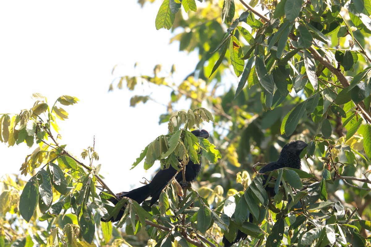 glattnebbani - ML647423560