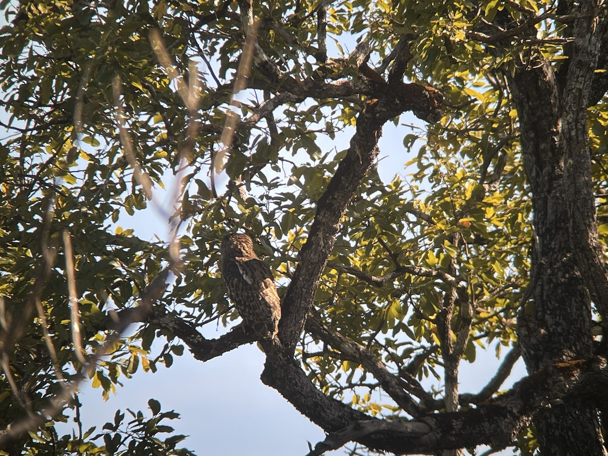 Búho Pescador de Sri Lanka (grupo Zeylonensis) - ML647423562