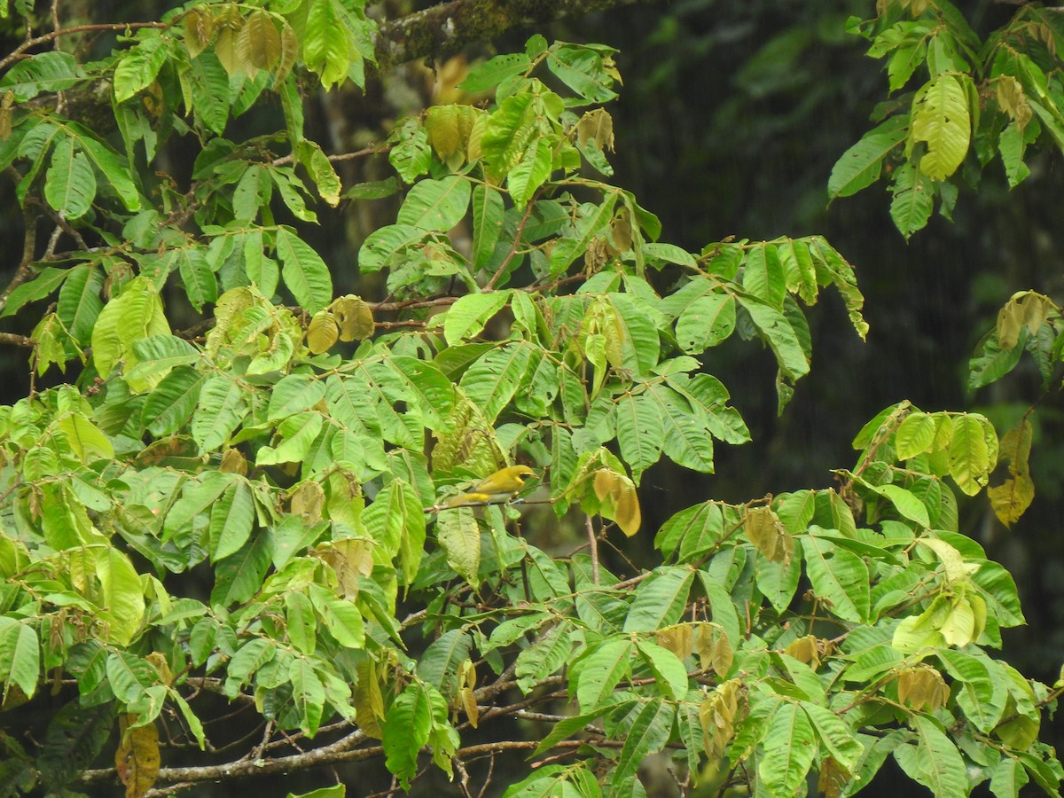 Guira Tanager - ML647423569