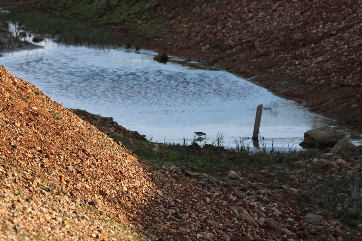 イソシギ - ML647423608