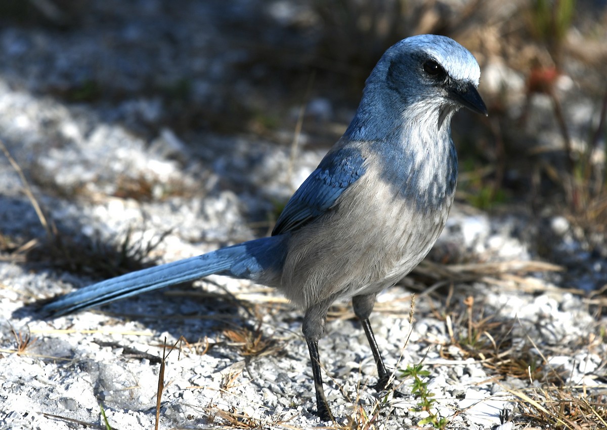 Florida Scrub-Jay - ML647423609